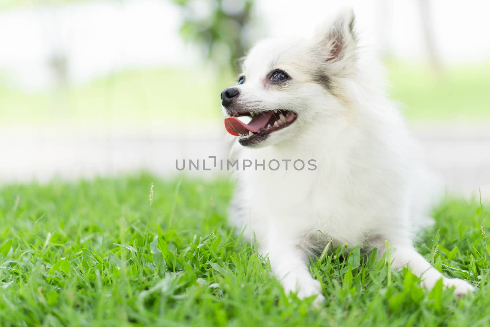 Closeup puppy pomeranian playing on green grass nature background, dog healthy concept, selective focus