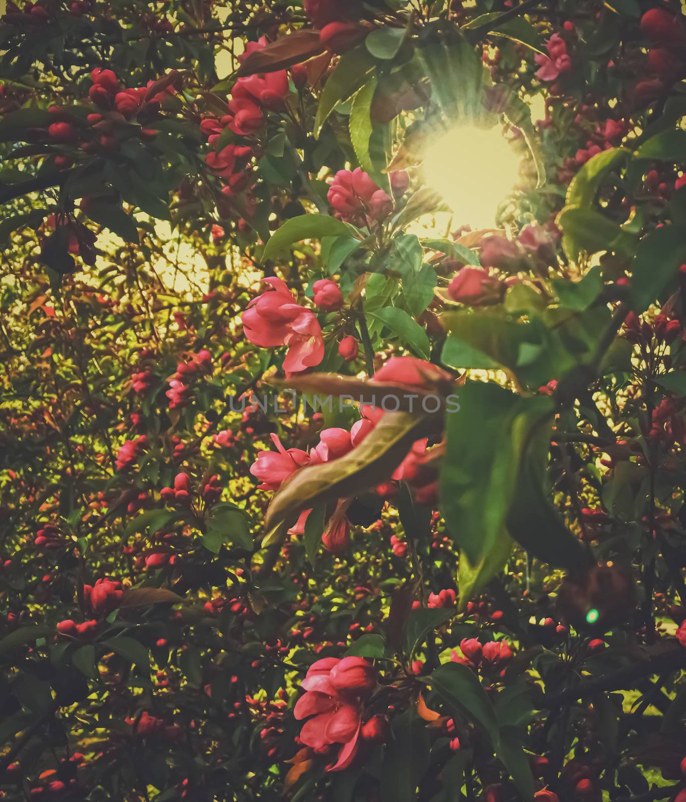 Red berries on tree at sunset in spring by Anneleven