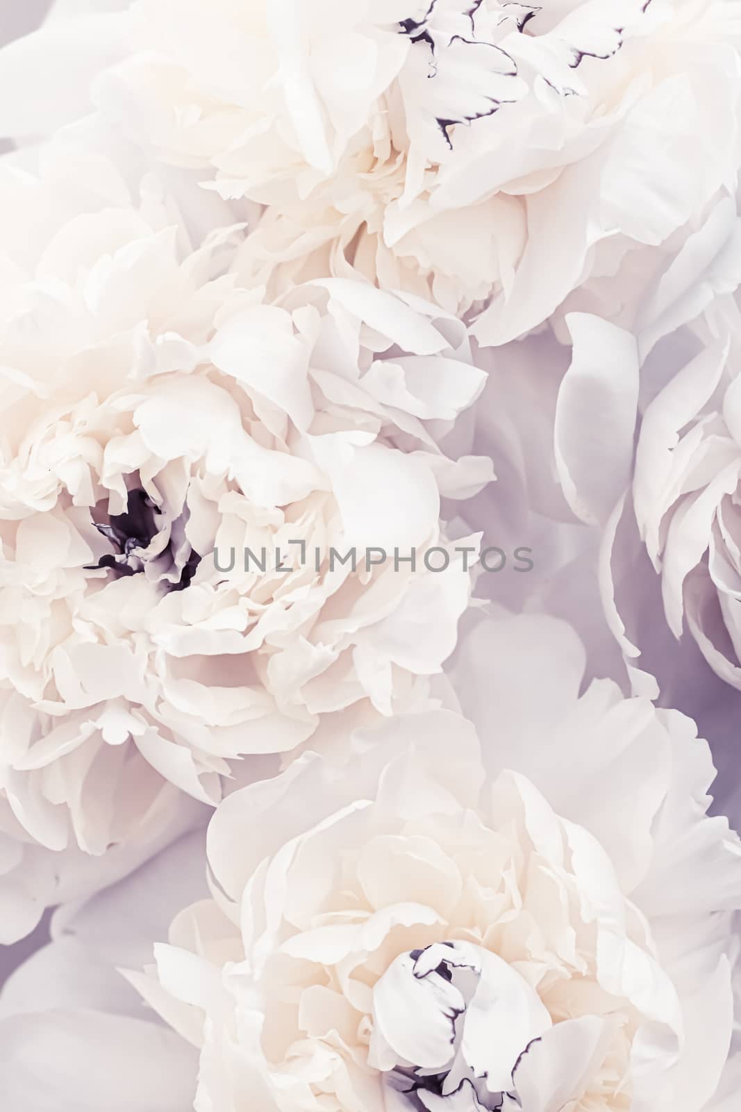 Blooming peony flowers as floral art on violet background, wedding decor and luxury branding by Anneleven
