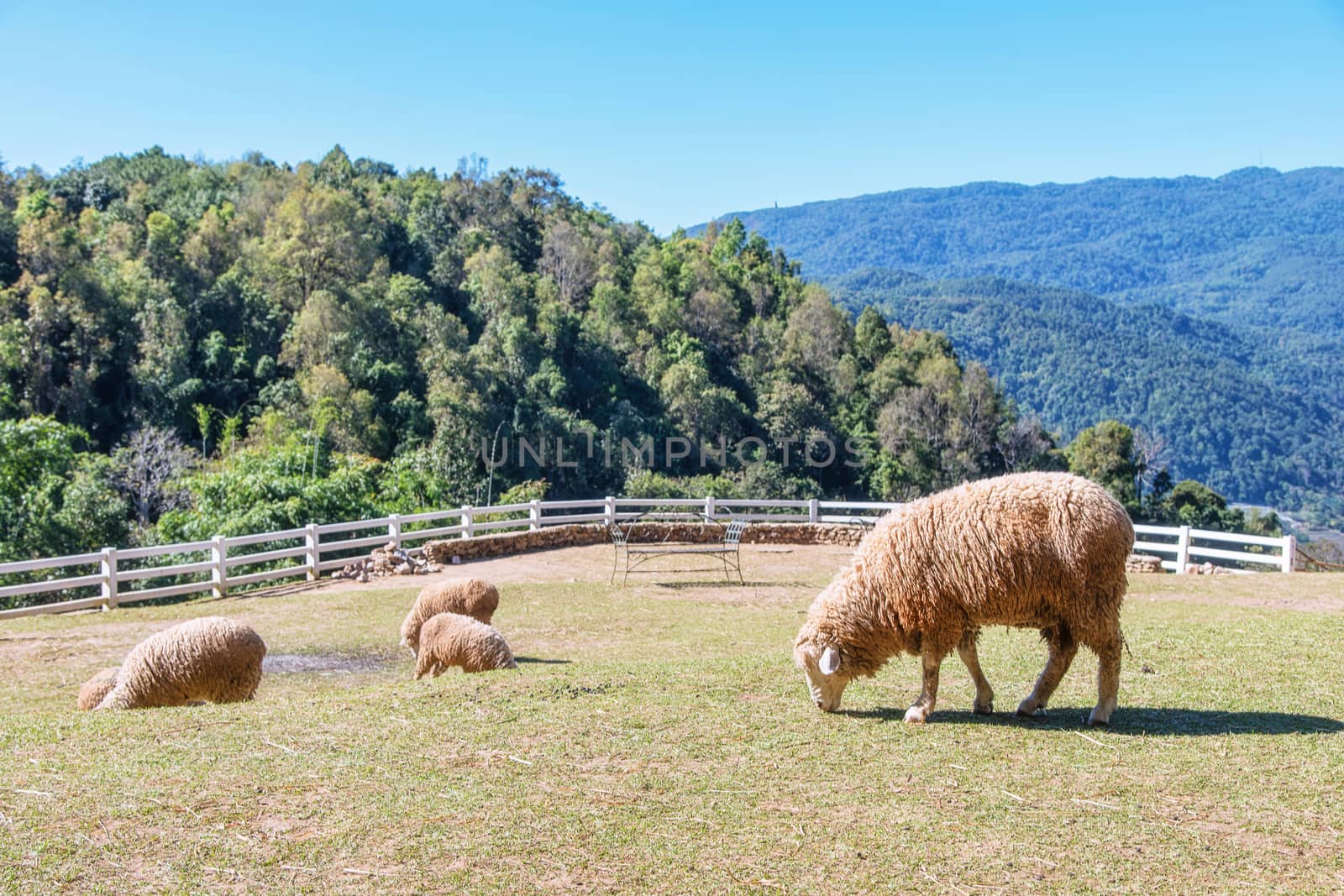 Sheep chewing grass on a meadow. by NuwatPhoto