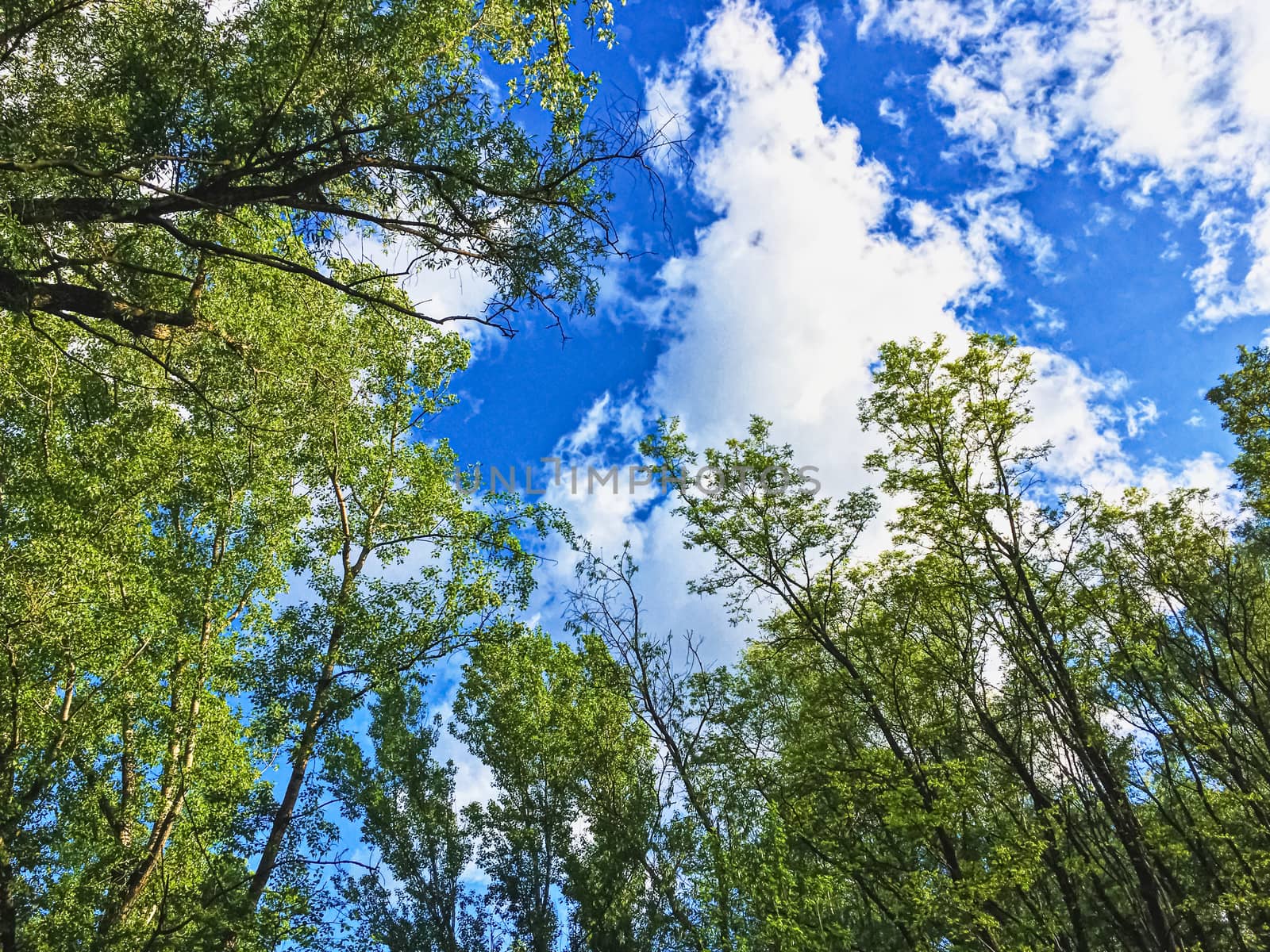 Countryside woods as rural landscape, amazing trees in green forest, nature and environment by Anneleven