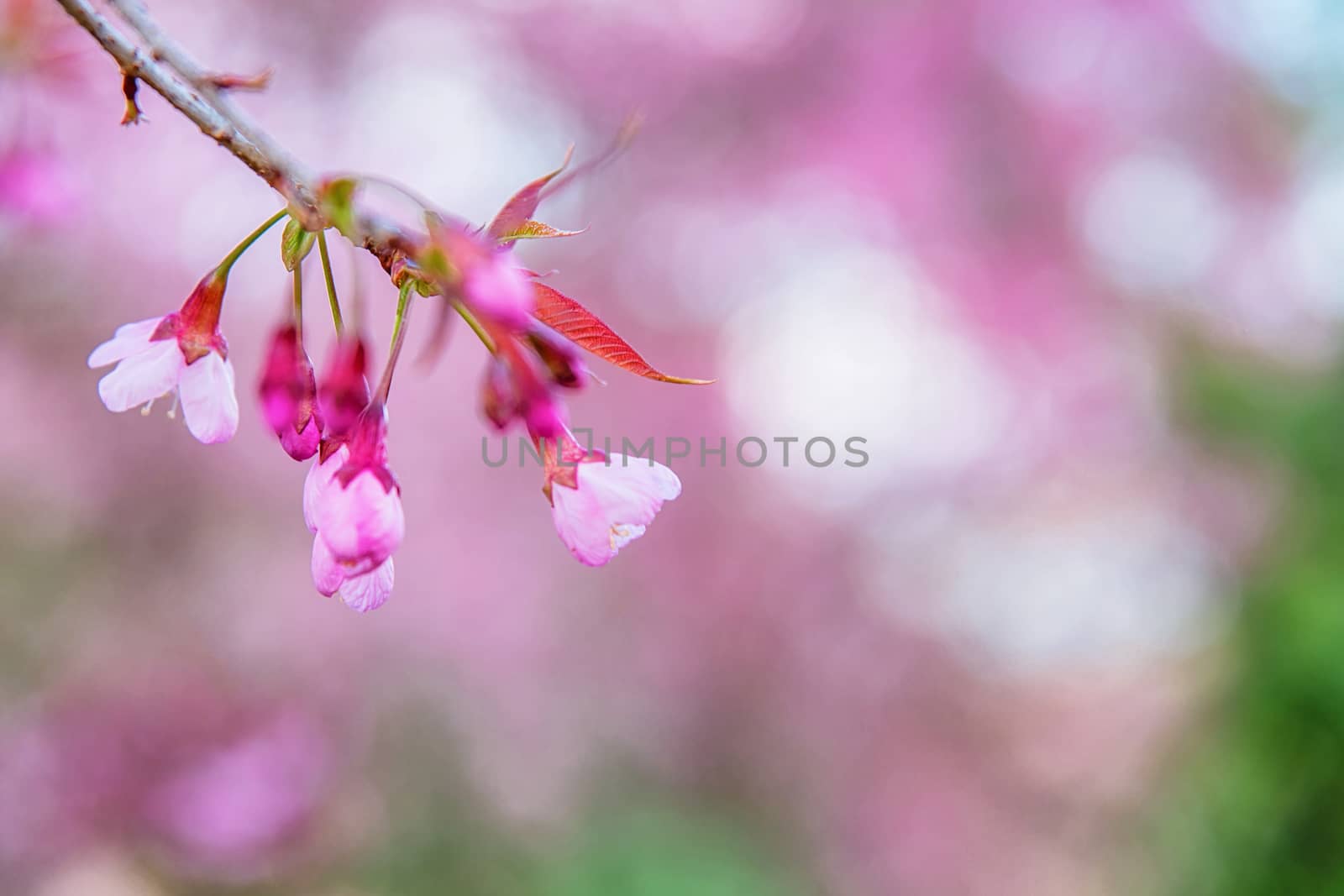 Blossom of Wild Himalayan Cherry (Prunus cerasoides) or Giant tiger flower in Thailand. Selective focus.