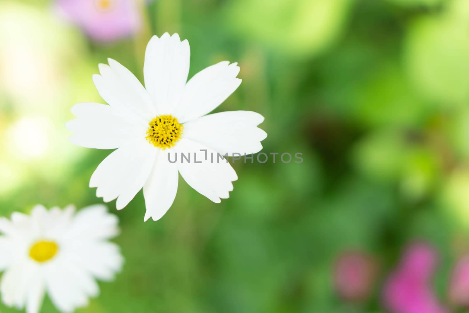 Closeup beautiful white cosmos flower in the field with sunlight at morning, selective focus
