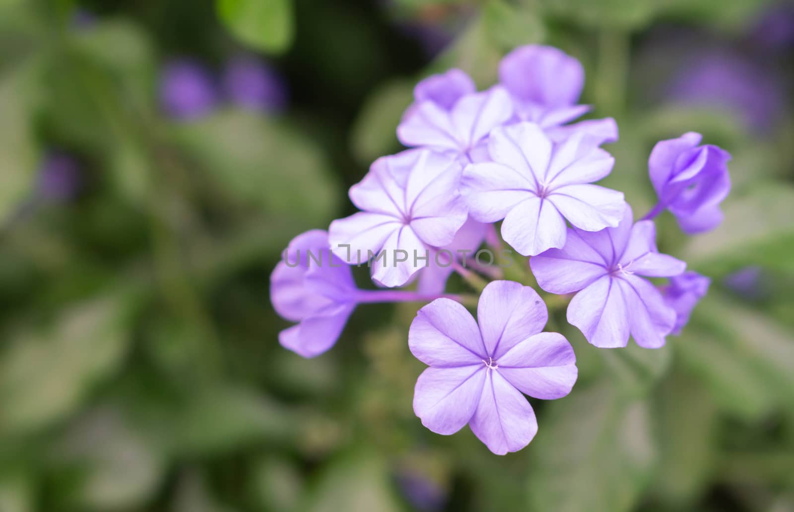 Closeup beutiful purple flower in the garden, selective focus