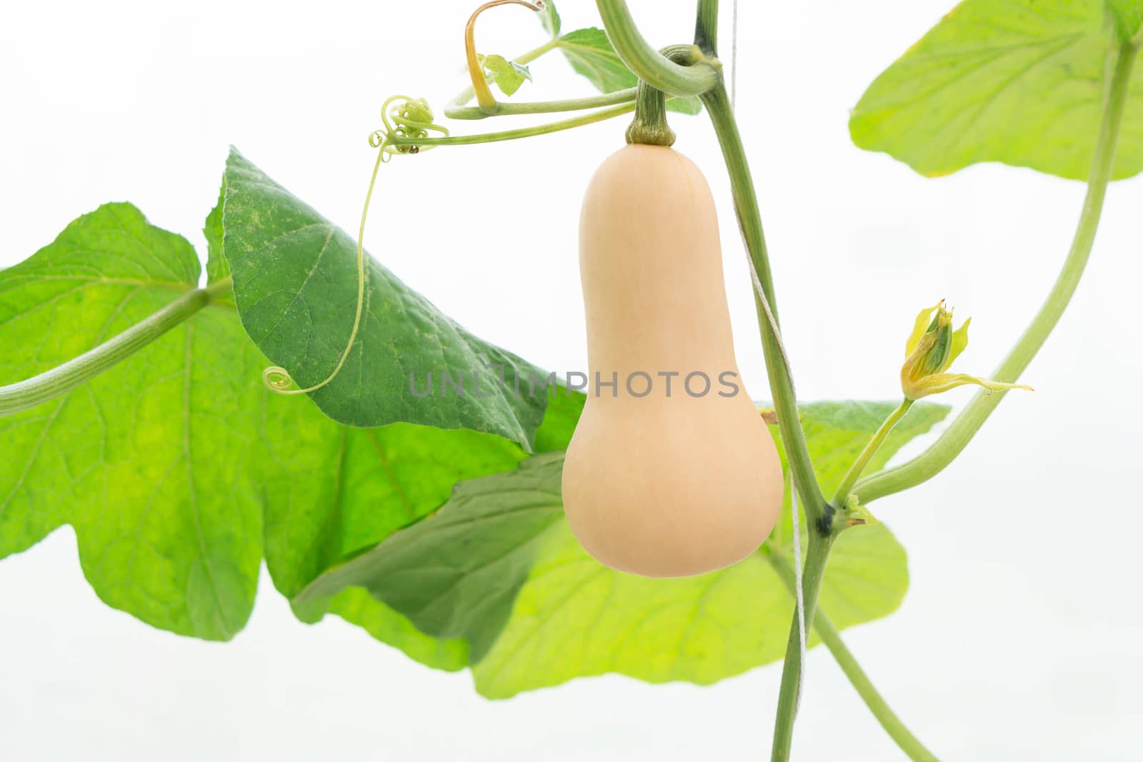 Closeup butternut squash on tree branch in the farm, selective focus