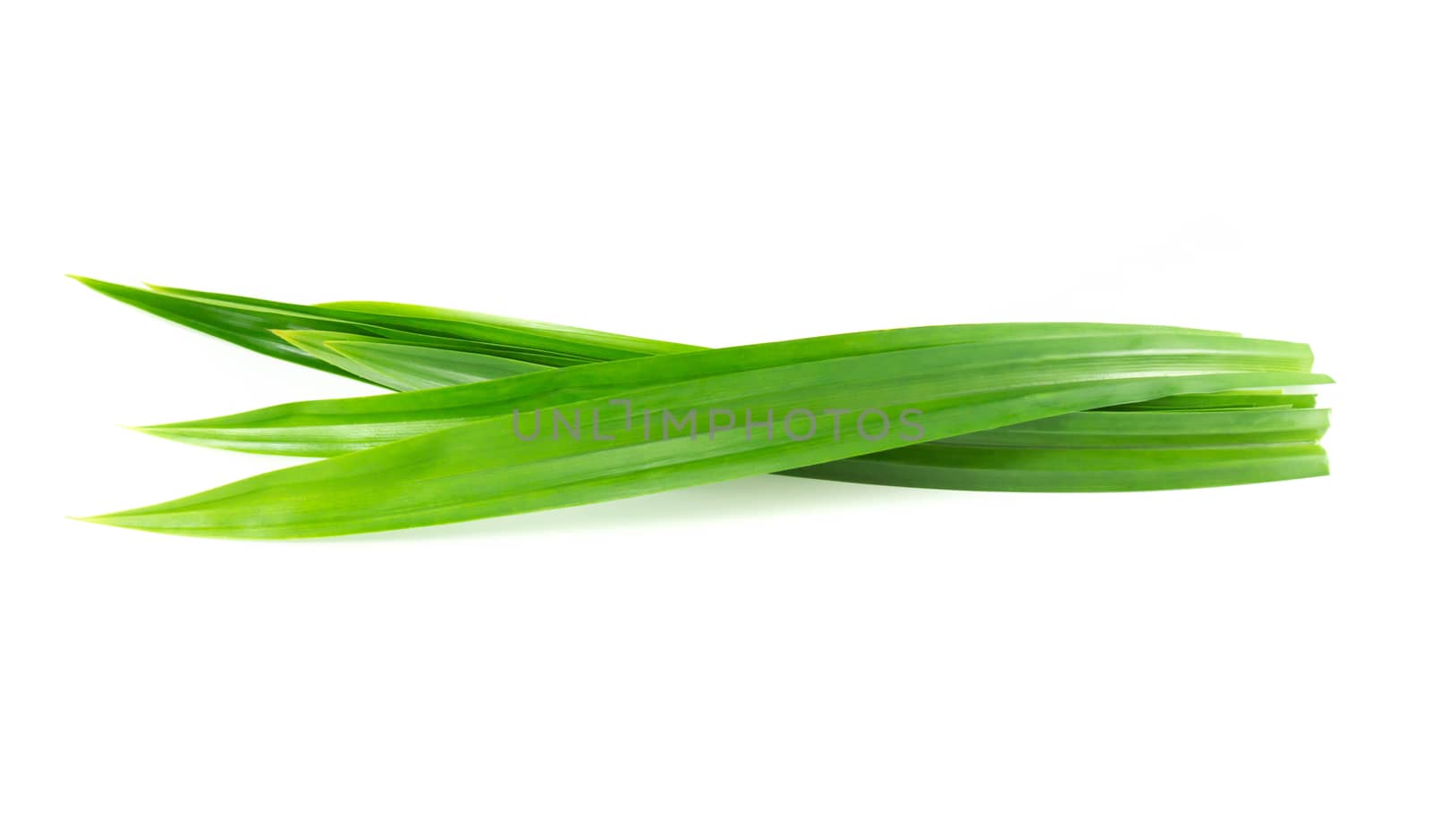 Fresh green pandan leaves isolated on white background