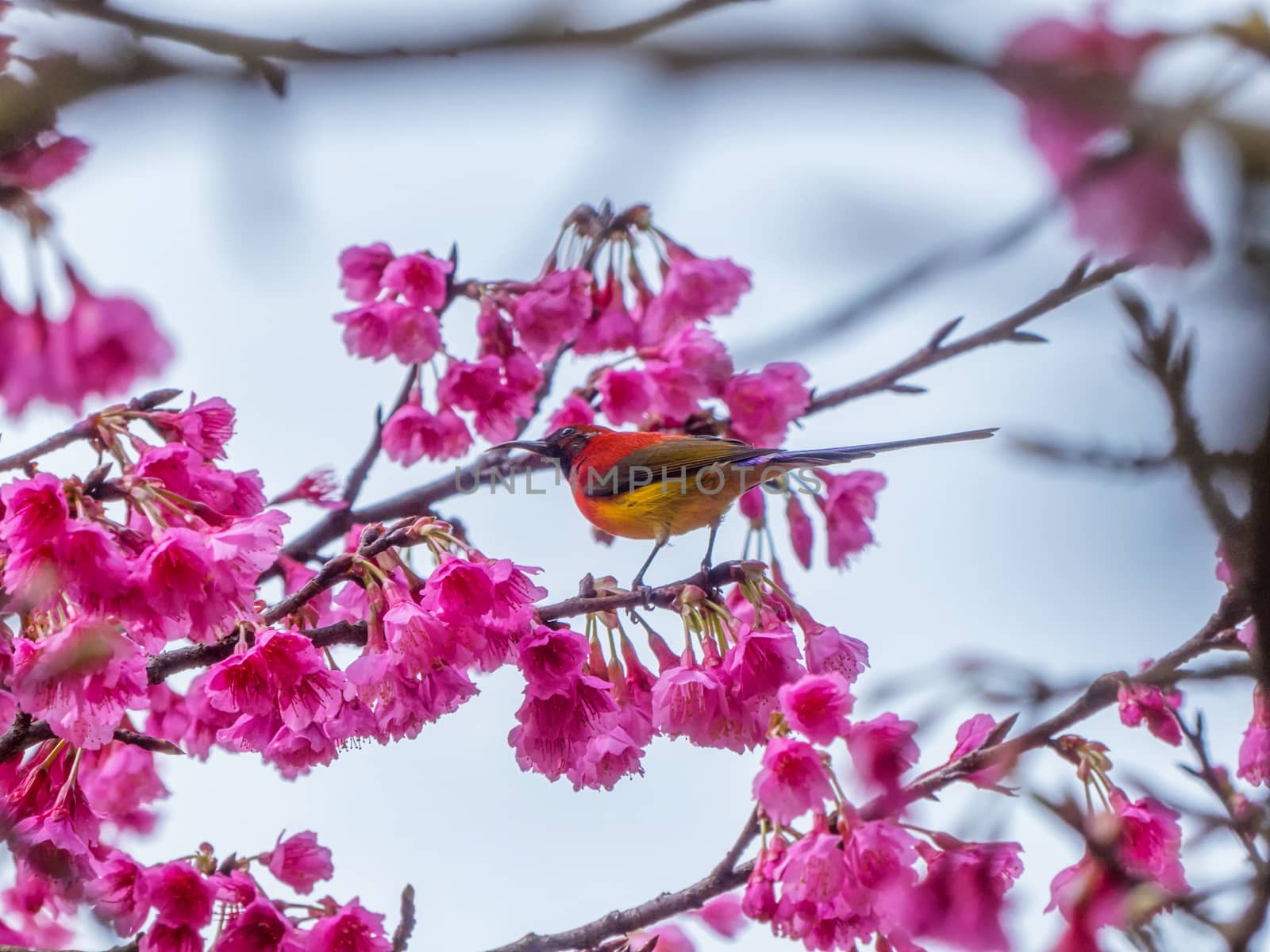 Mrs Gould's sunbird (Aethopyga gouldiae) on the Sakura pink flower in Chiang Mai, Thailand.