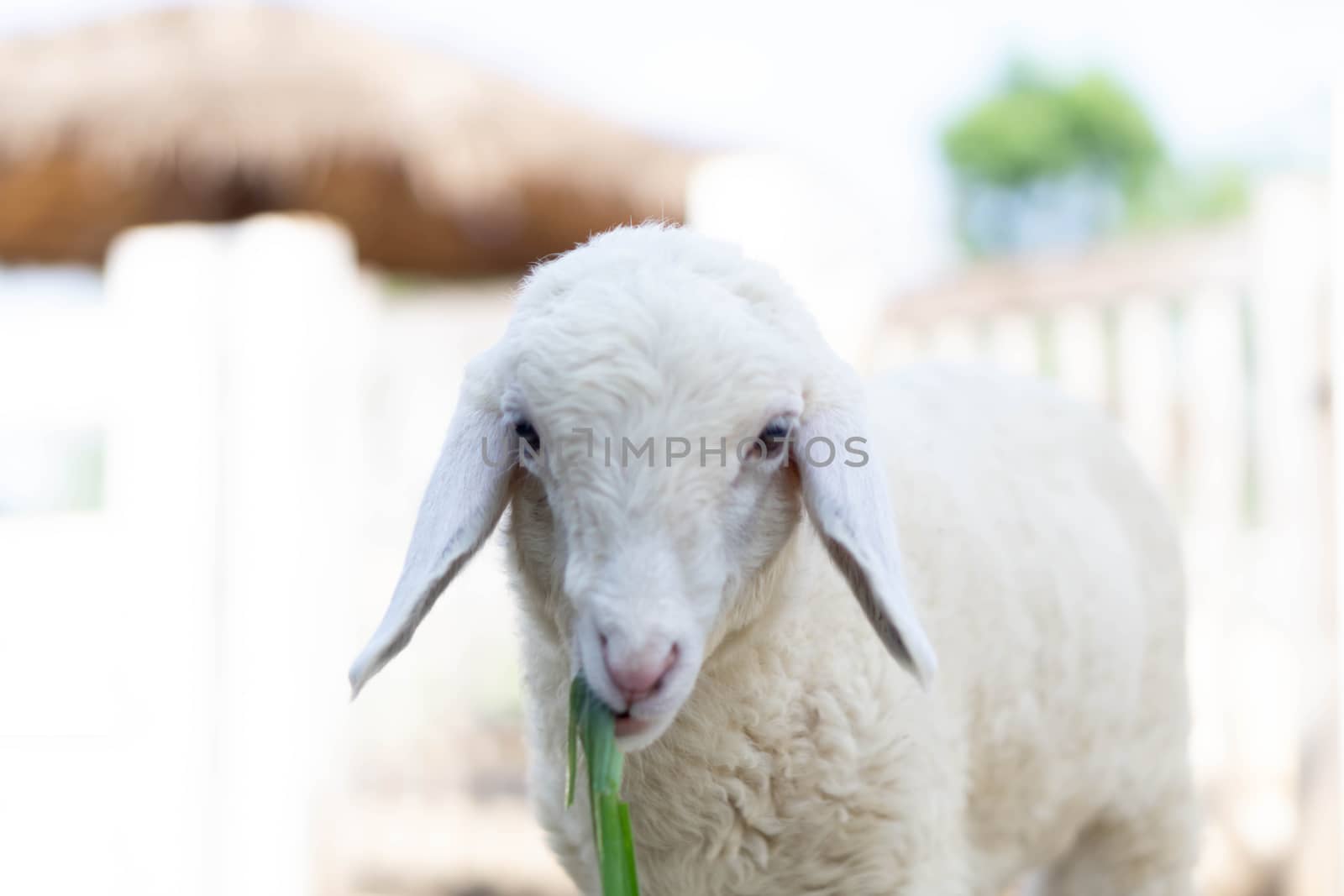 Closeup white lamb eating grass in farm, selective focus