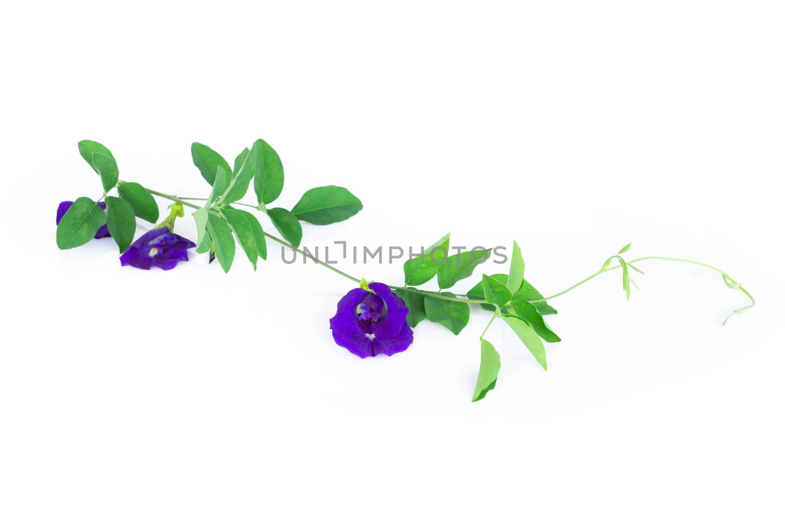 Butterfly pea flower with green branch on white background, herb and medical concept