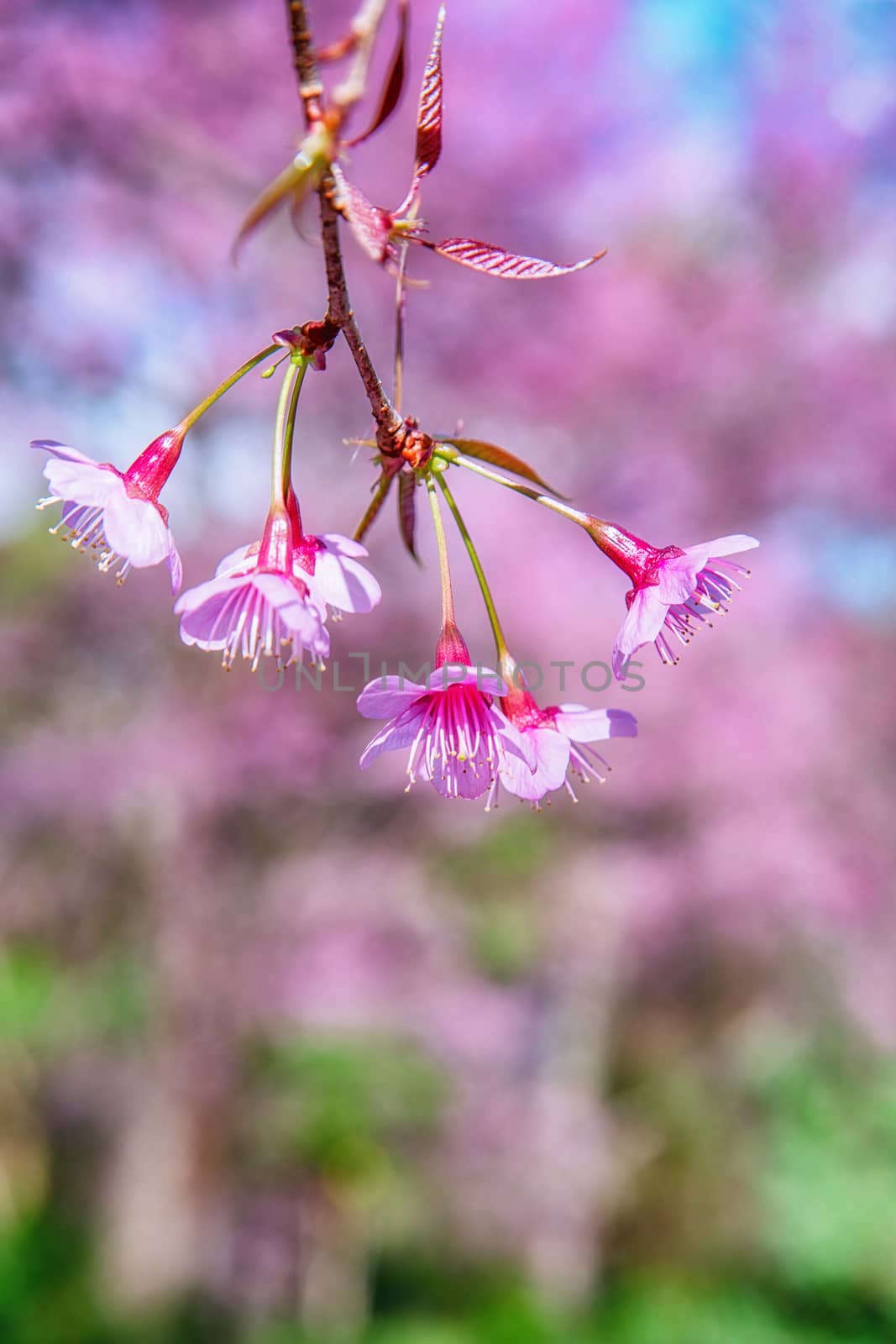 Blossom of Wild Himalayan Cherry (Prunus cerasoides) or Giant tiger flower in Thailand. Selective focus.