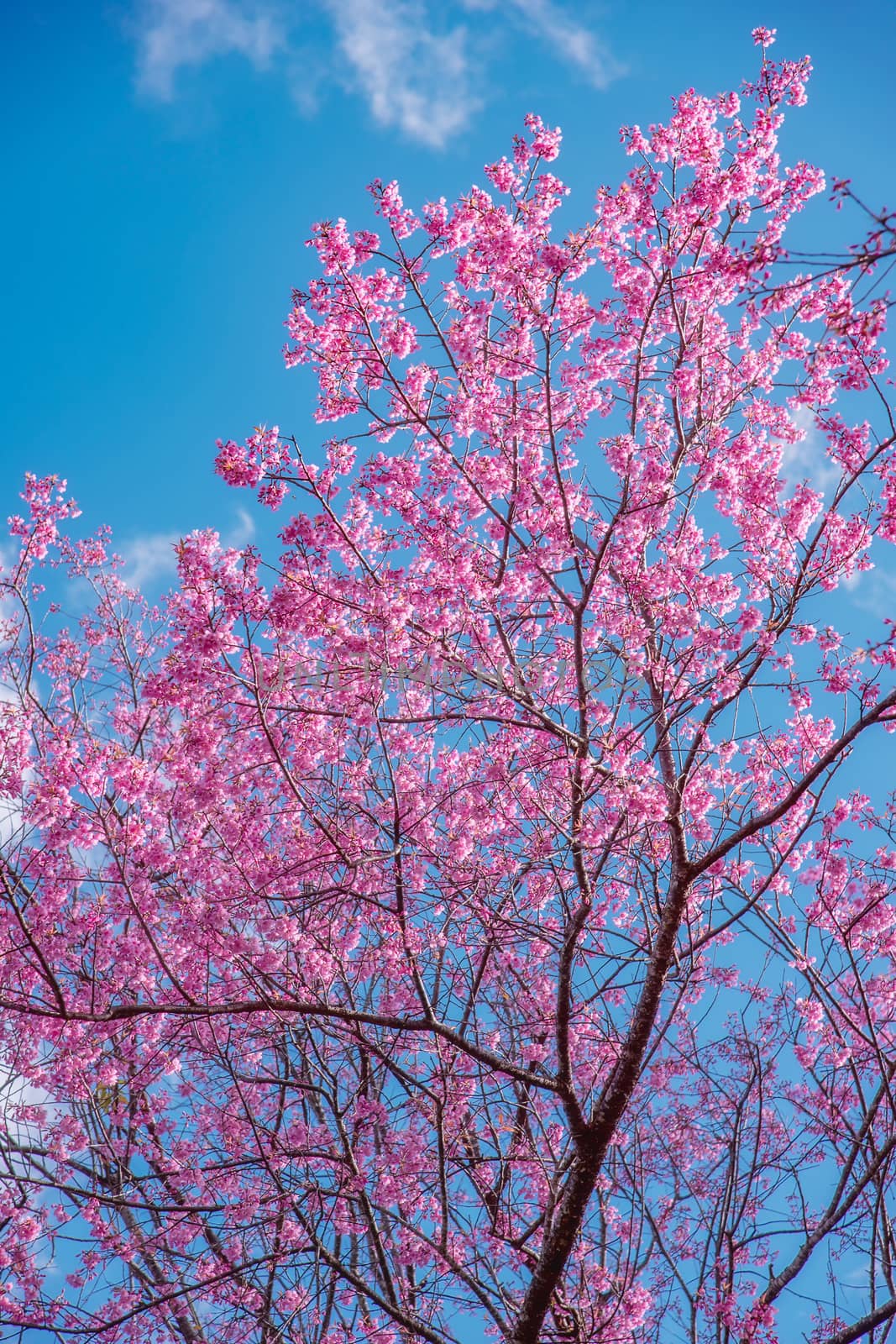 Blossom of Wild Himalayan Cherry (Prunus cerasoides) or Giant tiger flower on blue sky background In Chiang mai, Thailand. Selective focus.