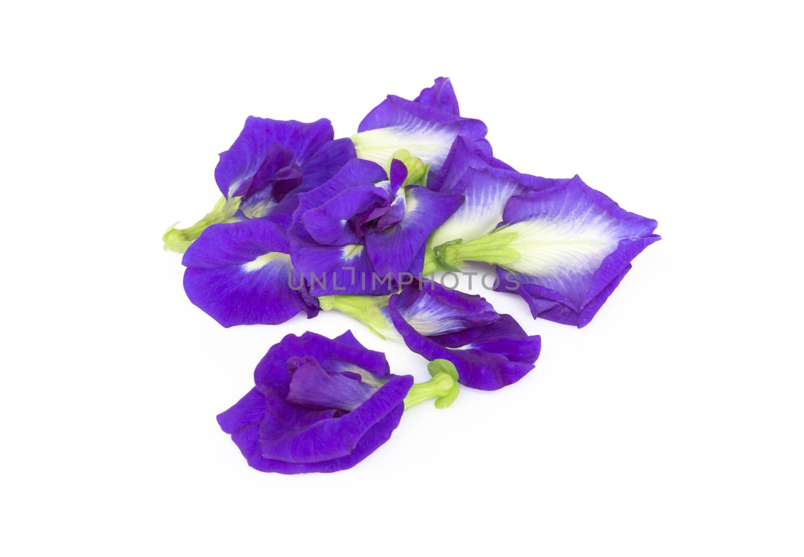 Butterfly pea flower on white background, herb and medical concept