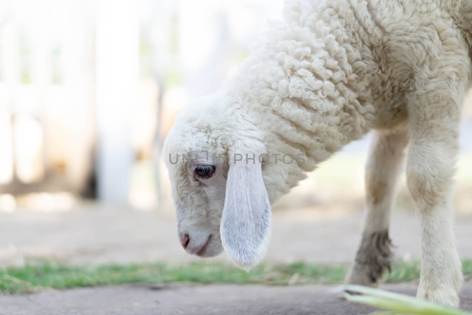 Closeup white lamb eating grass in farm, selective focus
