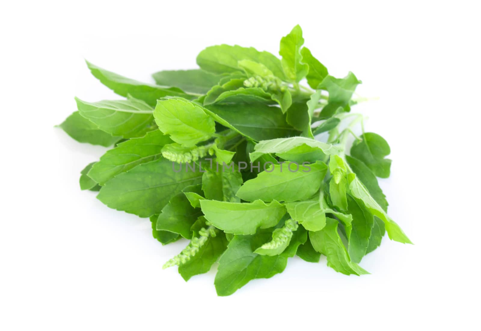 Closeup basil leaf in pot, herb and health care concept, selective focus
