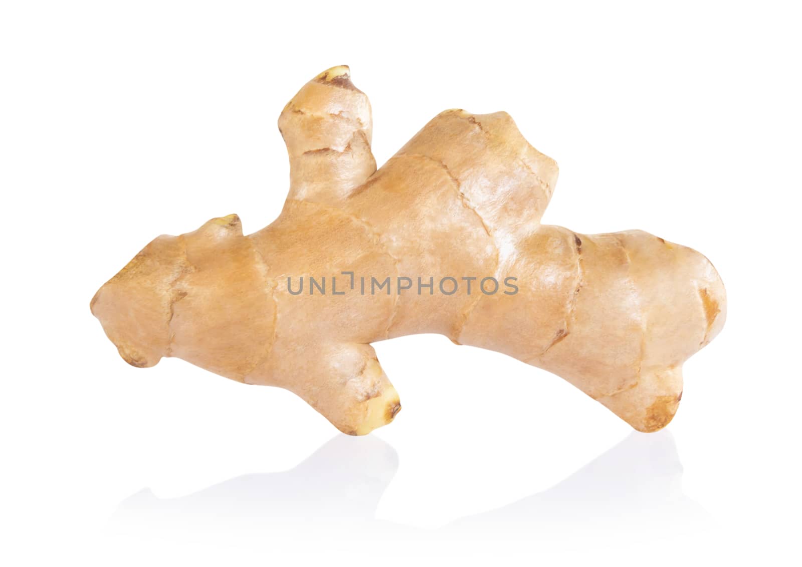 Fresh ginger root  islolated on white background for herb and medical product concept