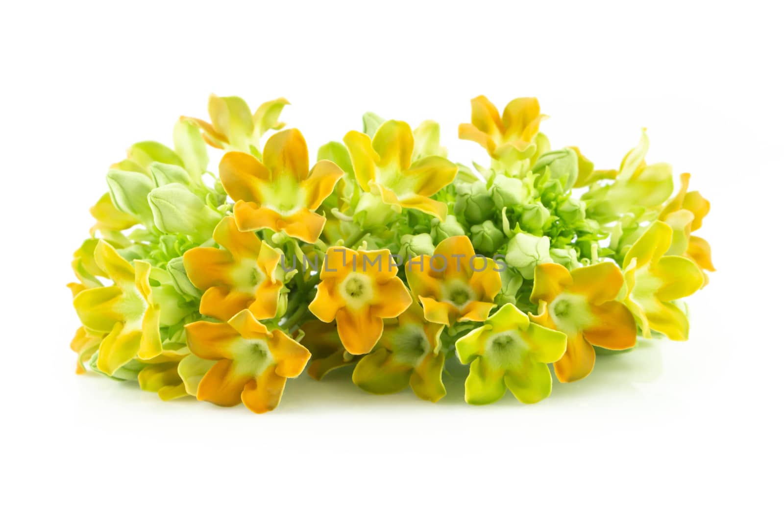 Cowslip creeper flower isolated on white background, food healthy concept