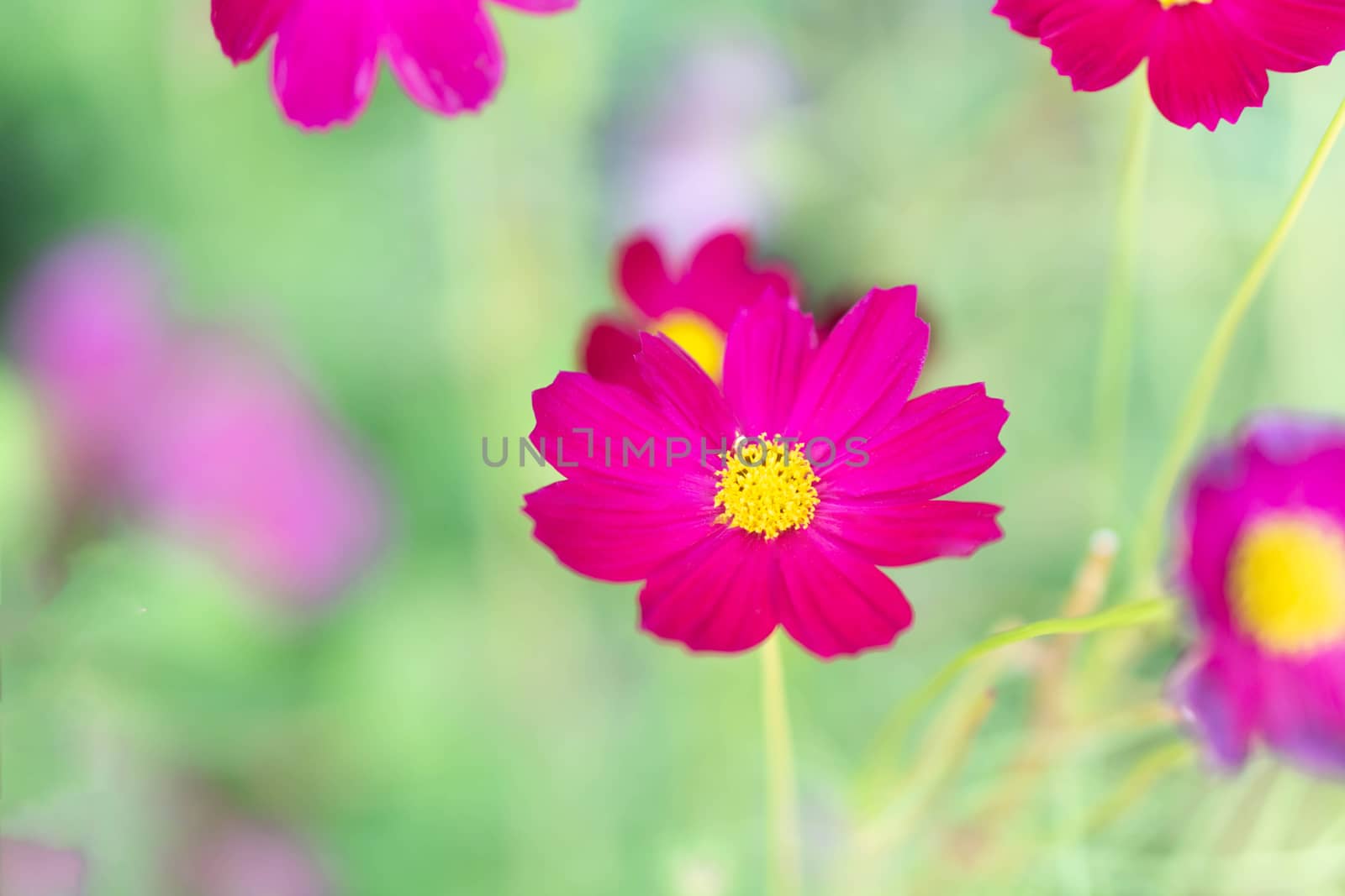 Closeup beautiful pink cosmos flower in the field with sunlight at morning, selective focus