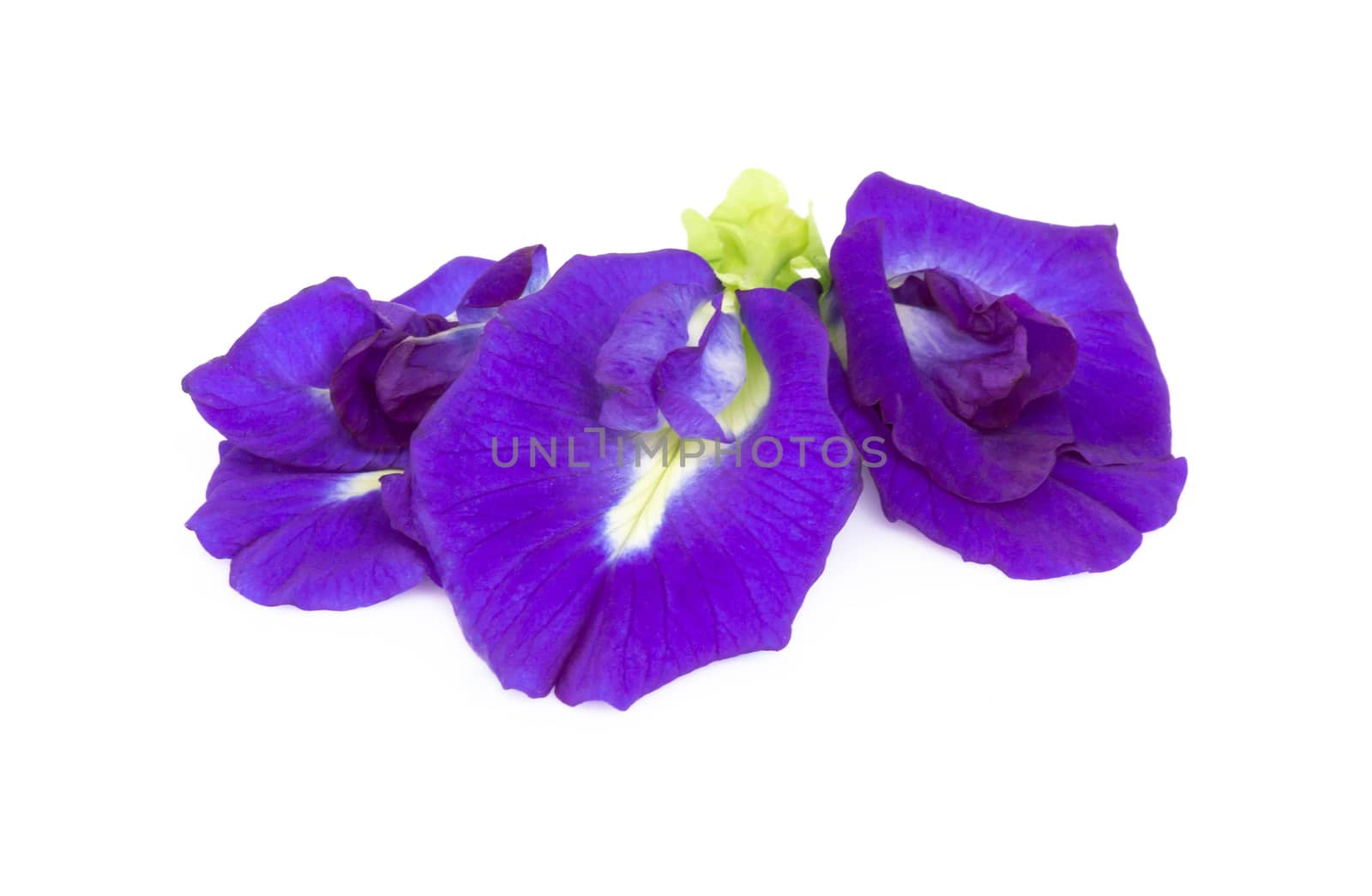 Butterfly pea flower on white background, herb and medical concept
