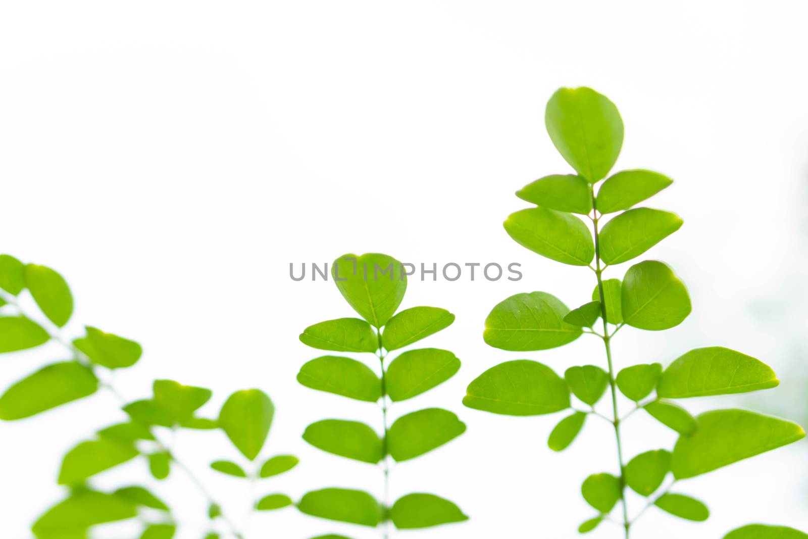 Closeup young moringa leaves branch, herb and medical concept