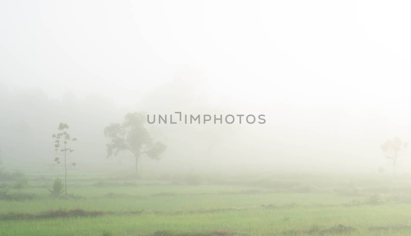 Green rice field with fog in the morning