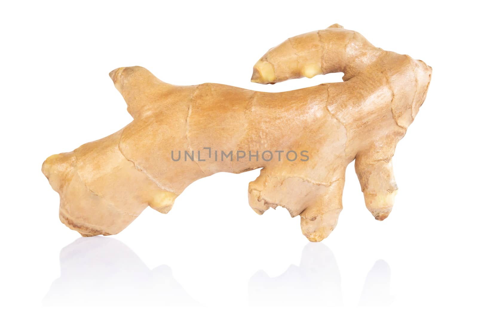 Fresh ginger root  islolated on white background for herb and medical product concept
