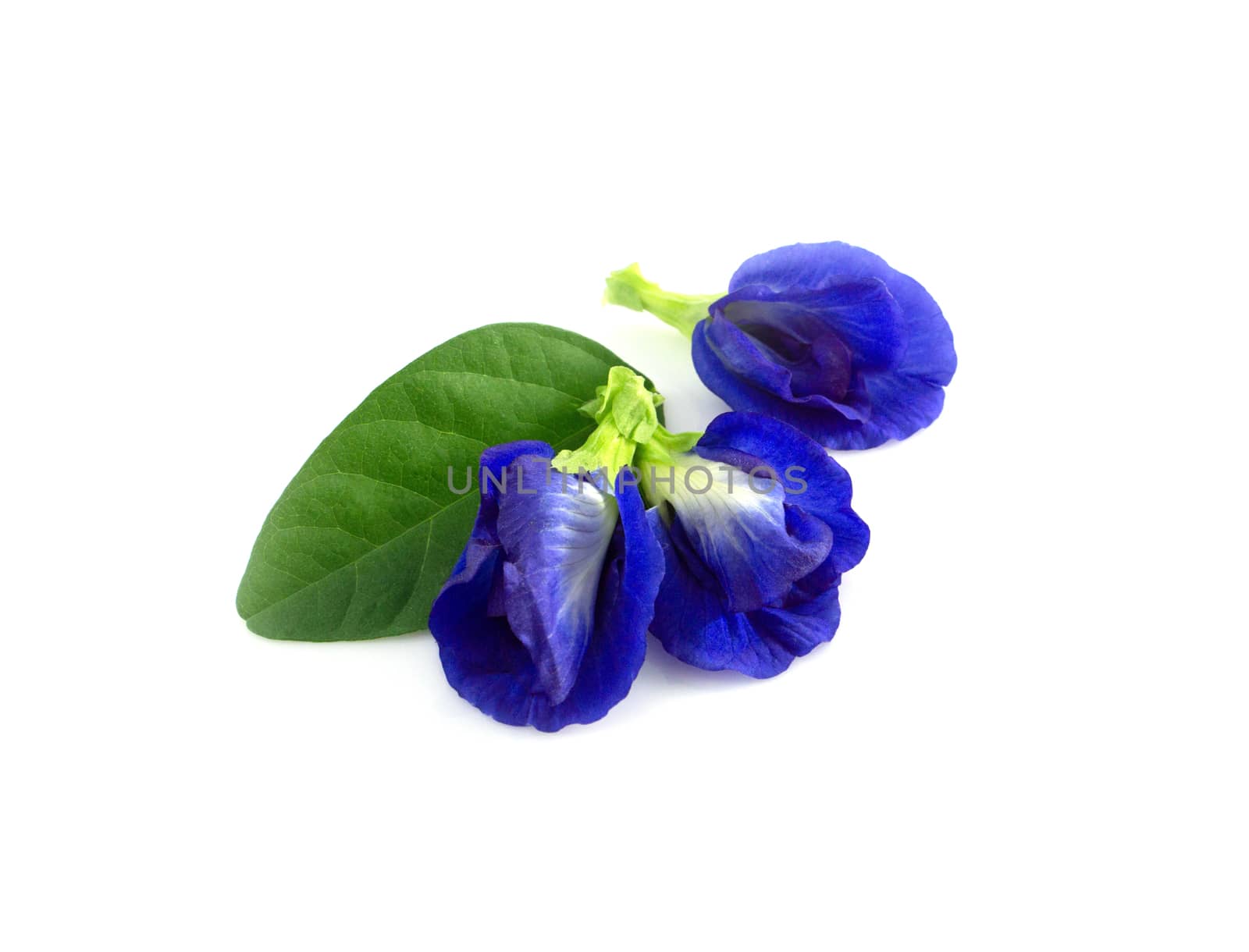Butterfly pea flower on white background, herb and medical concept