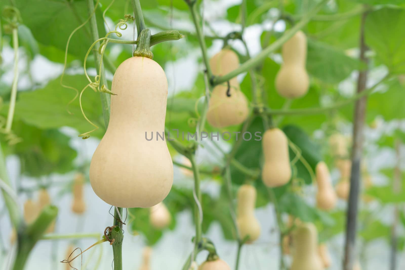 Closeup butternut squash on tree branch in the farm, selective focus