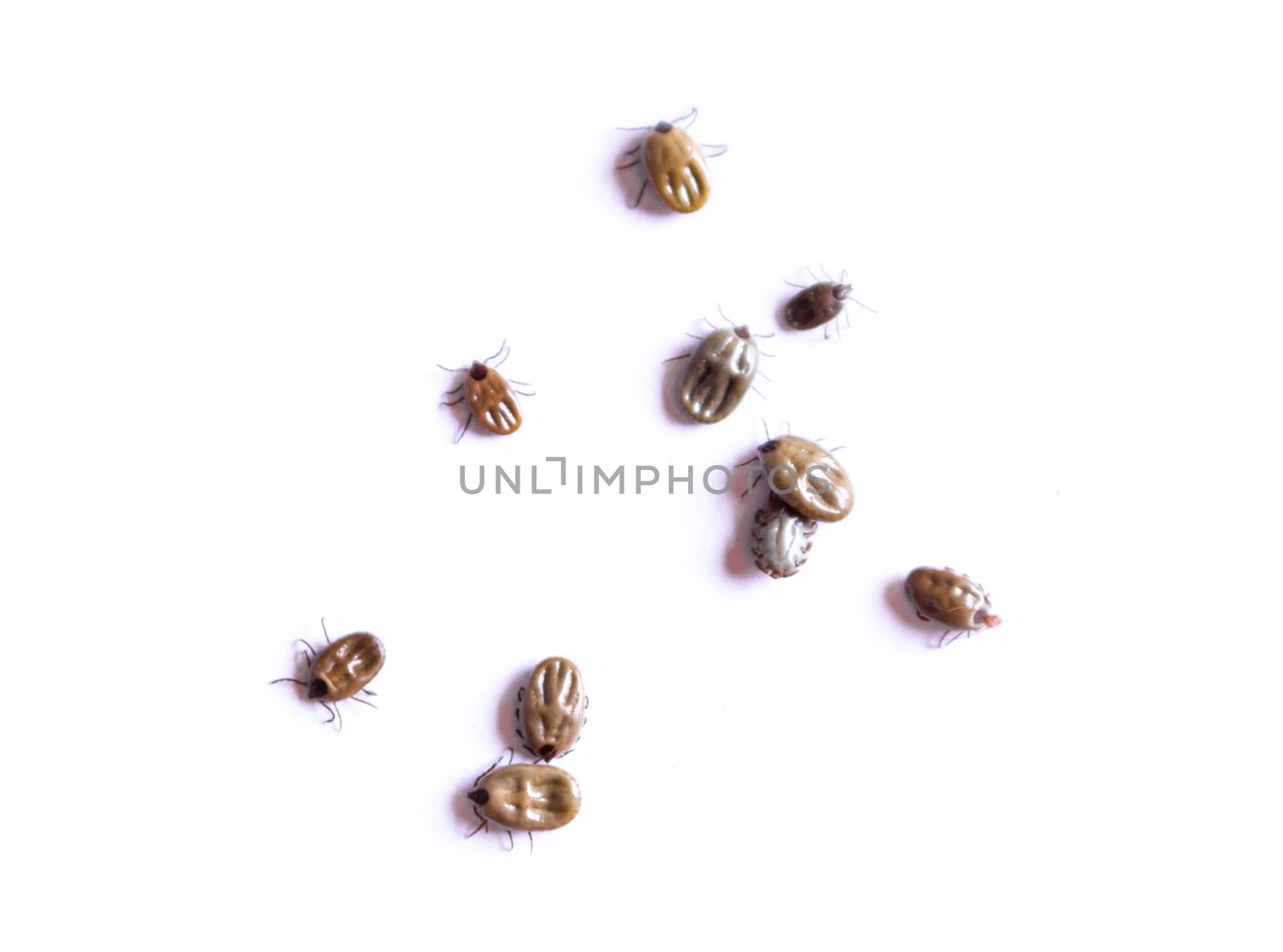 Dog tick isolated on white background, Pet heatlh care and medical concept