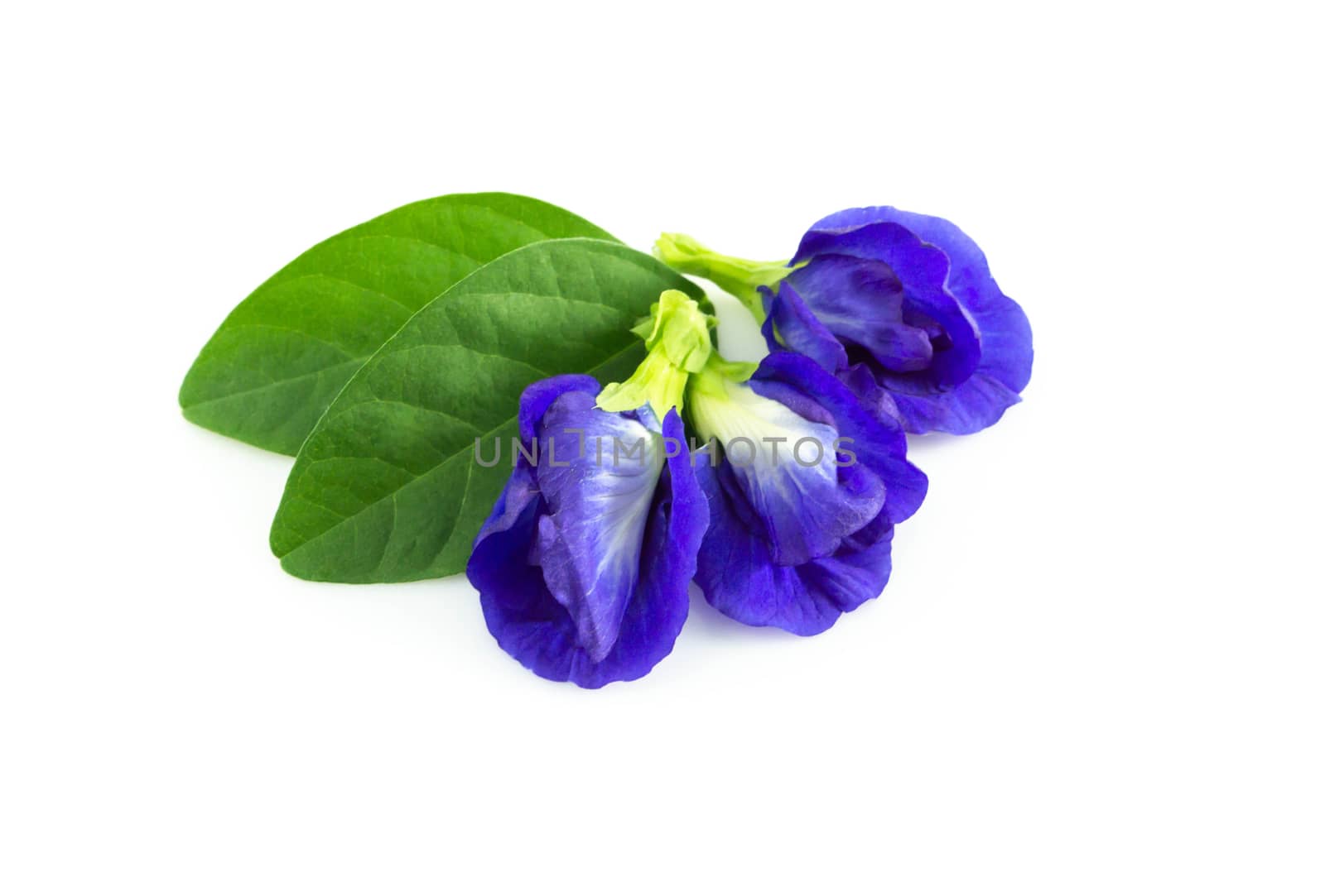Butterfly pea flower on white background, herb and medical concept