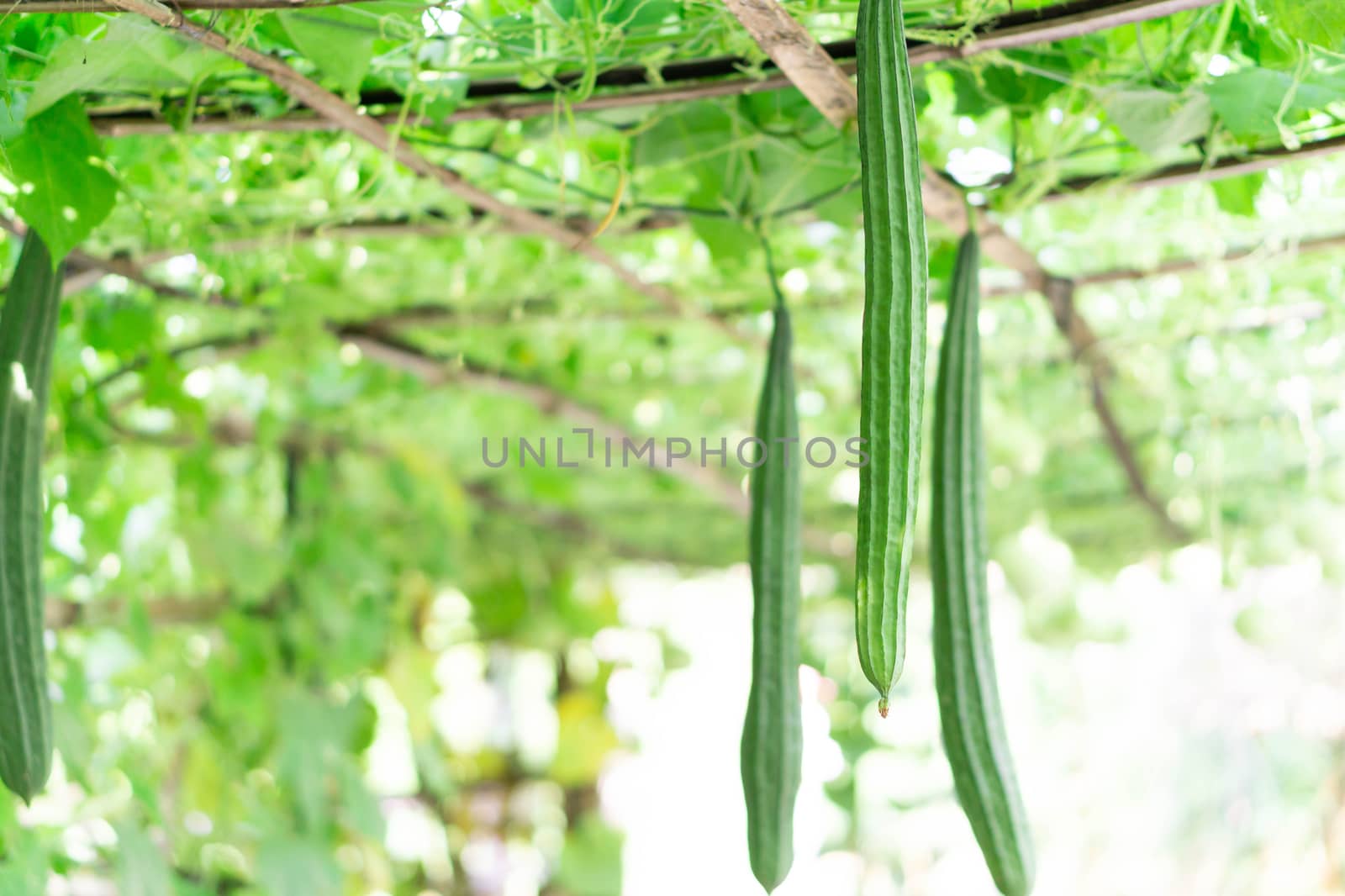 Fresh Angled gourd vegetable on branch, selective focus