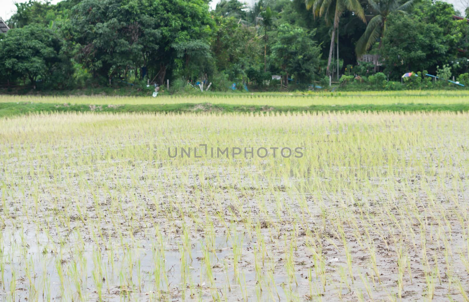 Rice field