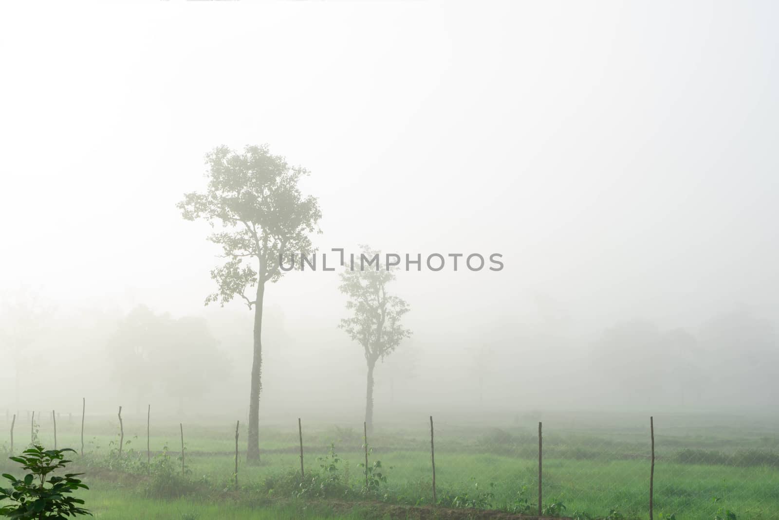 Green rice field with fog in the morning