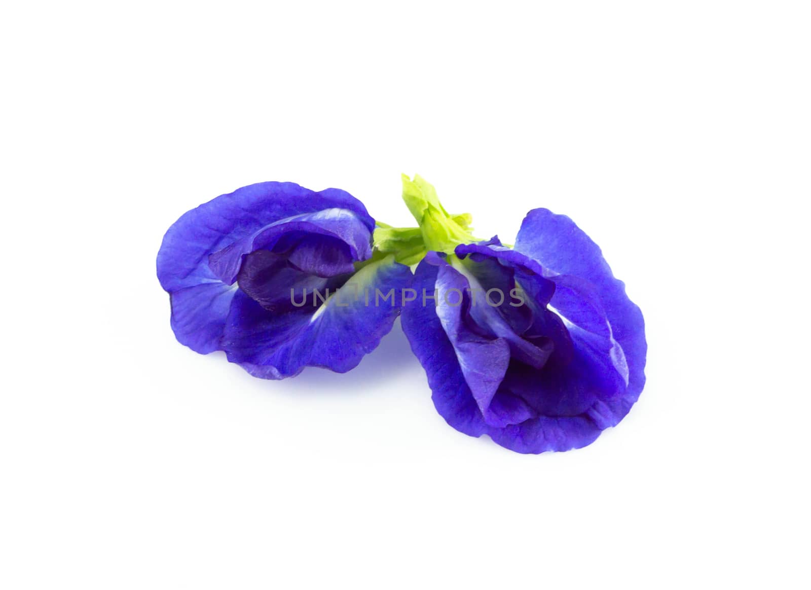 Butterfly pea flower on white background, herb and medical concept