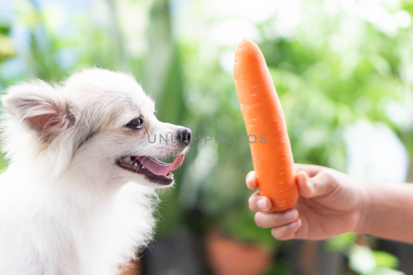 Closeup cute pomeranian dog looking at carrot in hand with happy moment, selective focus