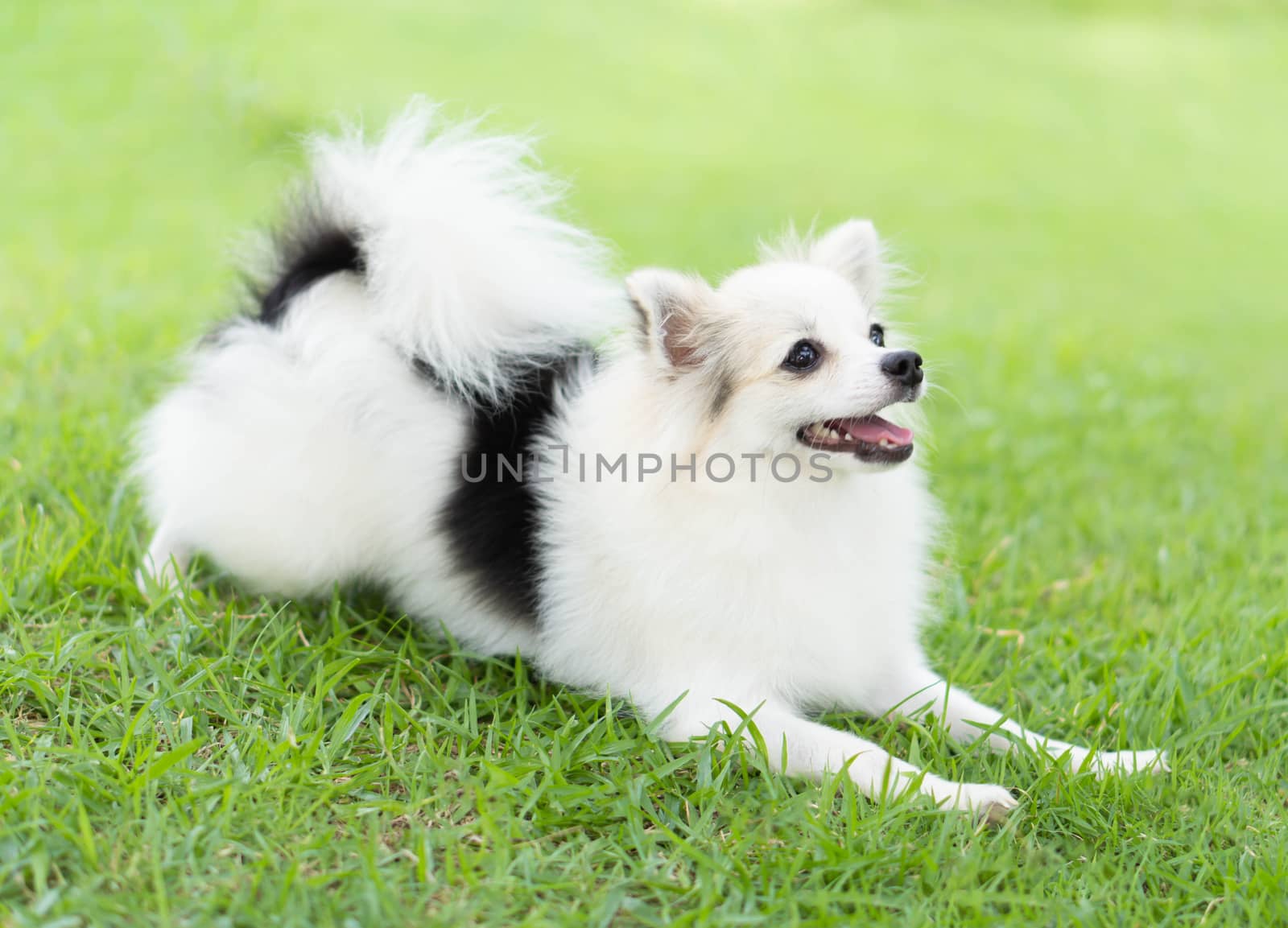 Closeup puppy pomeranian playing on green grass nature background, dog healthy concept, selective focus