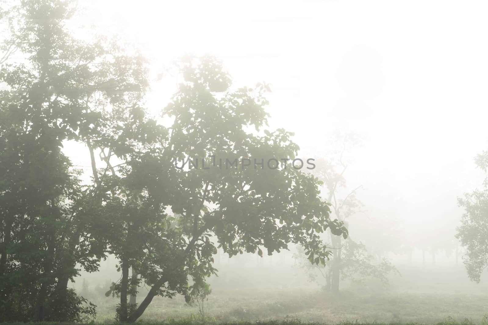 Country road with fog in the morning