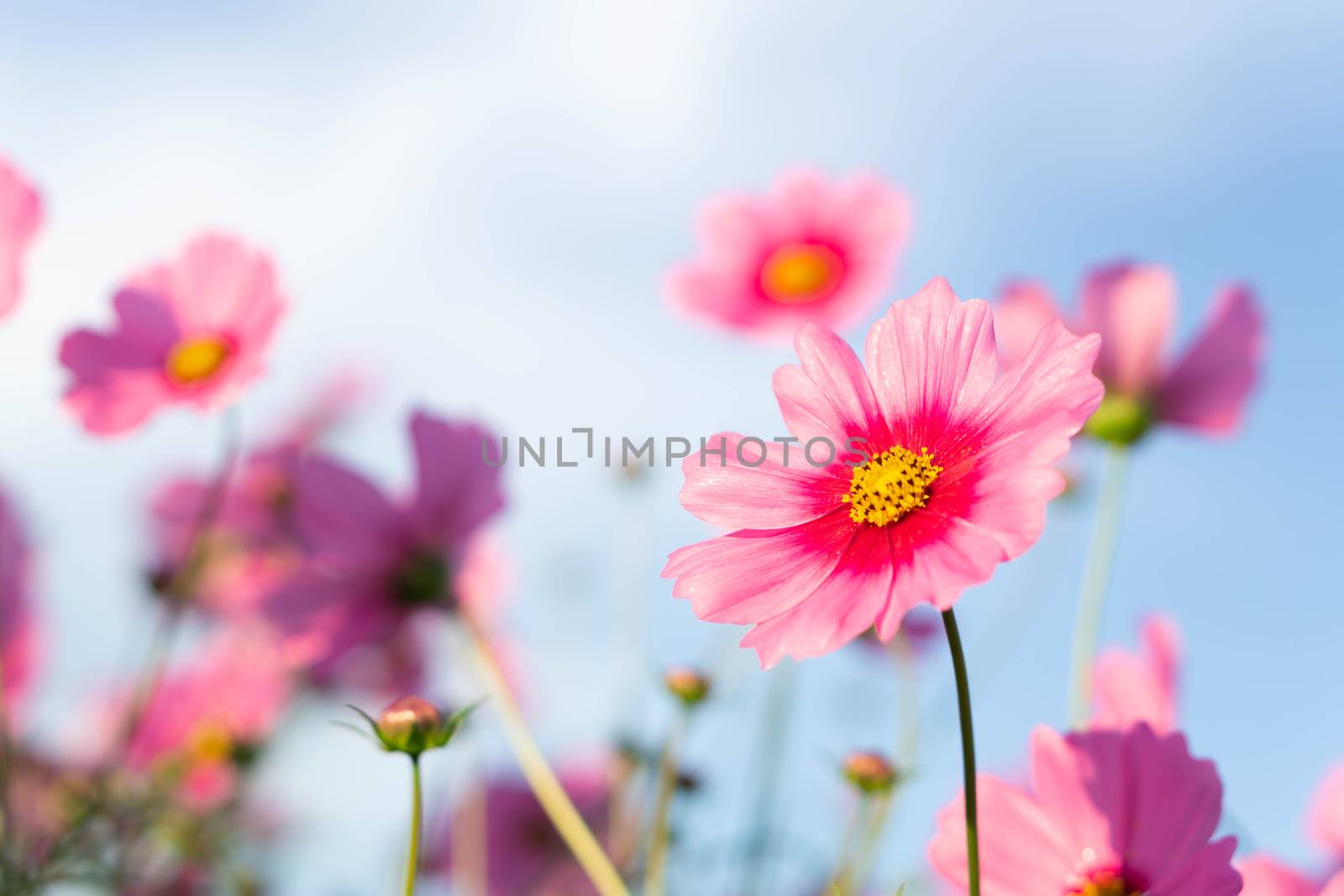 Closeup beautiful pink cosmos flower in the field with sunlight at morning, selective focus