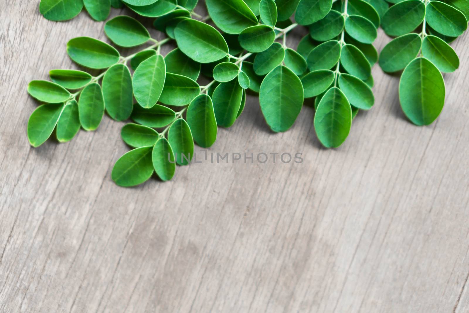Closeup top view moringa leaves branch on wood background, herb and medical concept