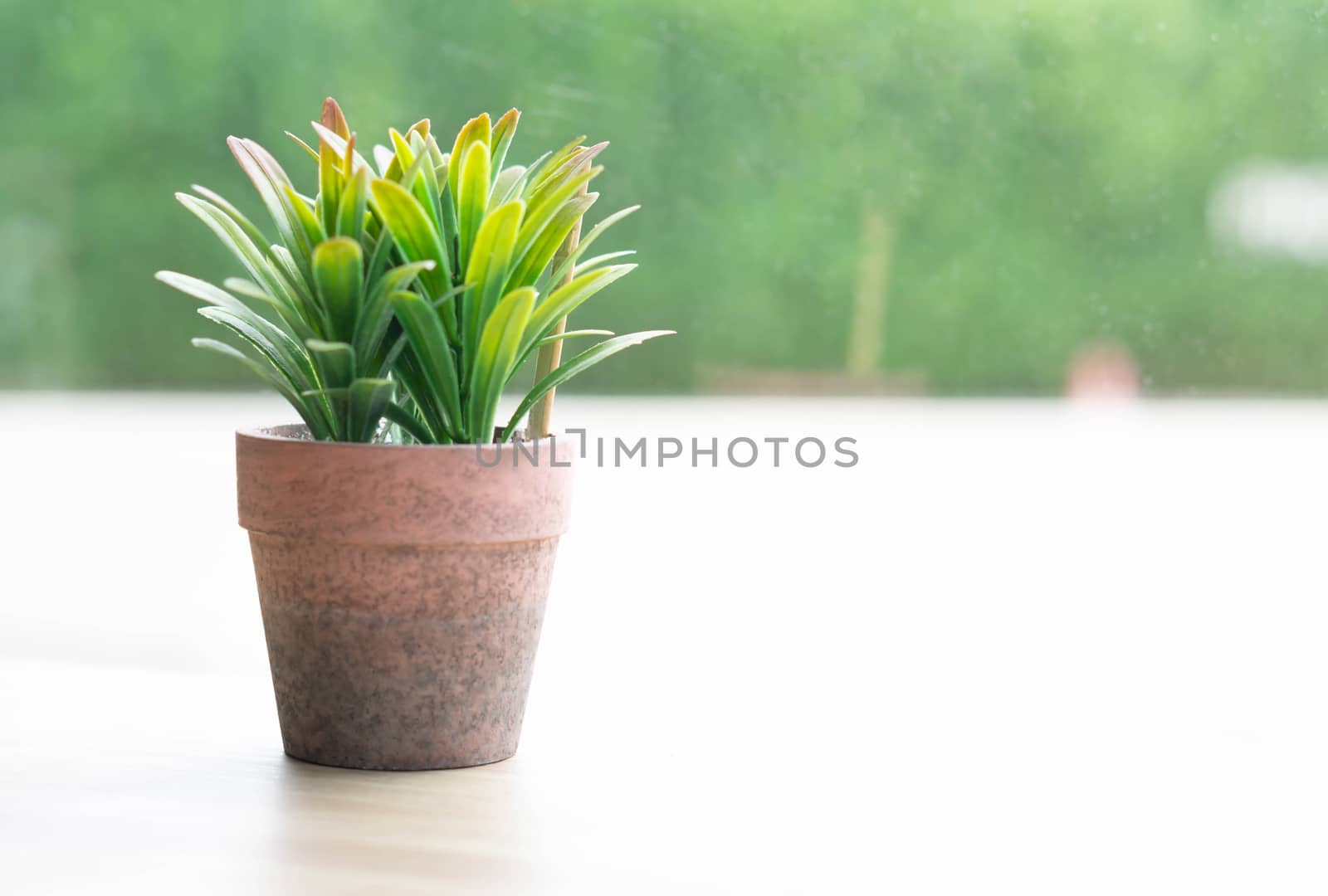 Green small tree in pot on wood table in coffee shop, Decoration concept