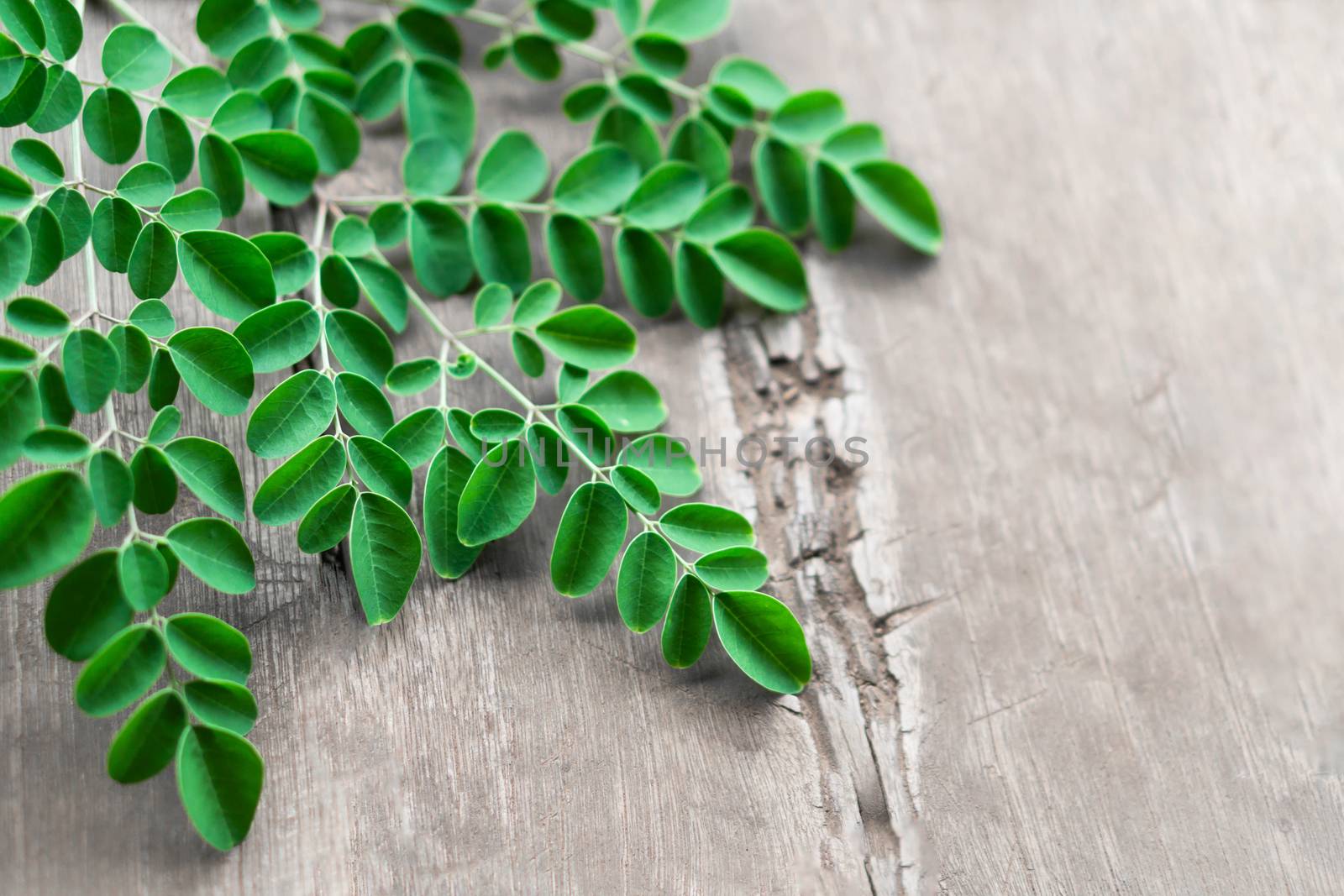 Closeup top view moringa leaves branch on wood background, herb and medical concept
