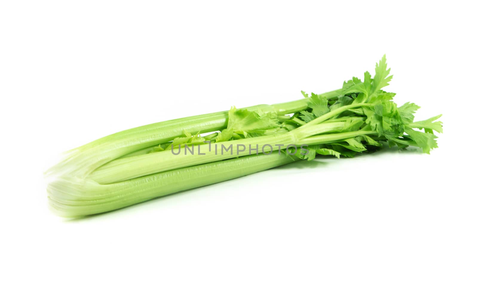 Fresh celery vegetable isolated on white background, food for health