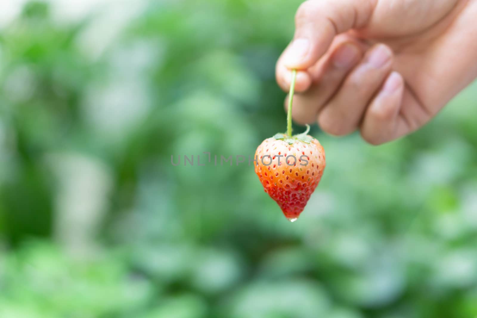 Hand holding fresh strawberry with green nature background, selective focus