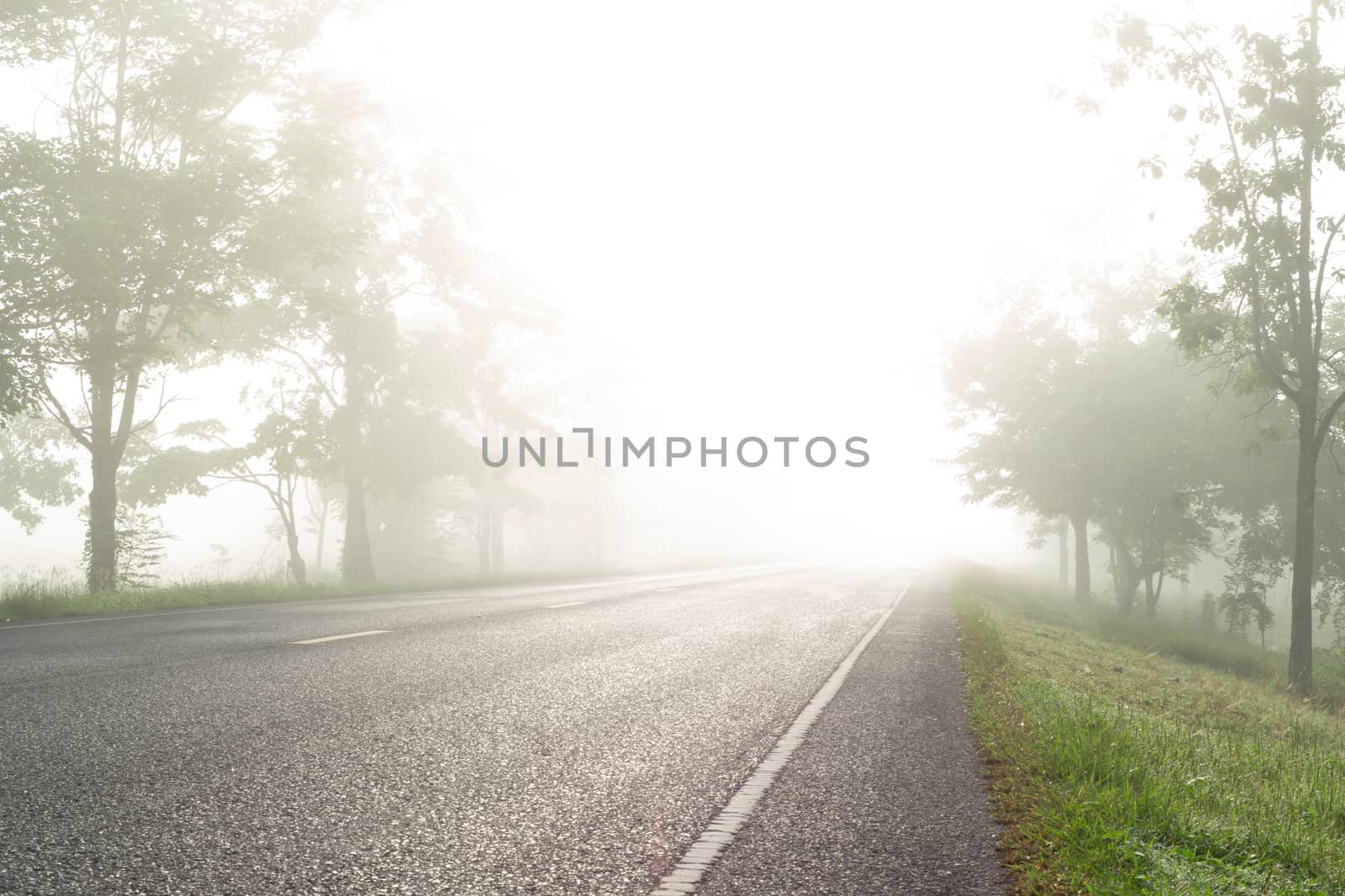 Country road with fog in the morning