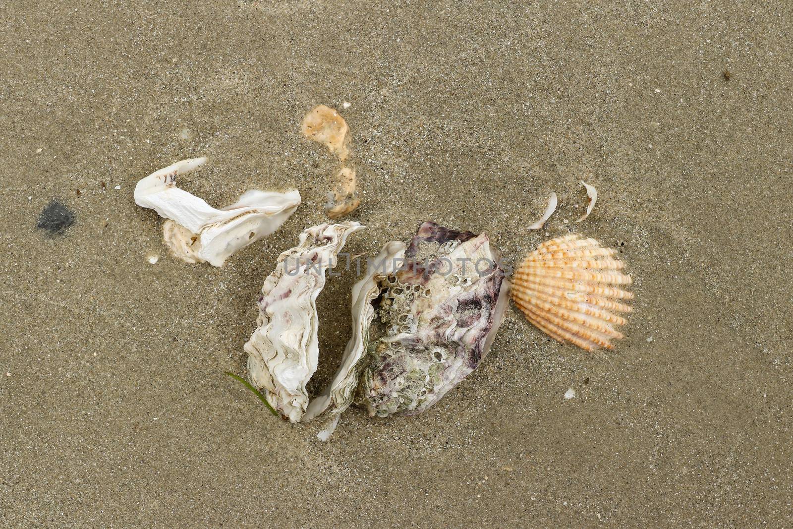 Shells of various molluscs on the sandy beach