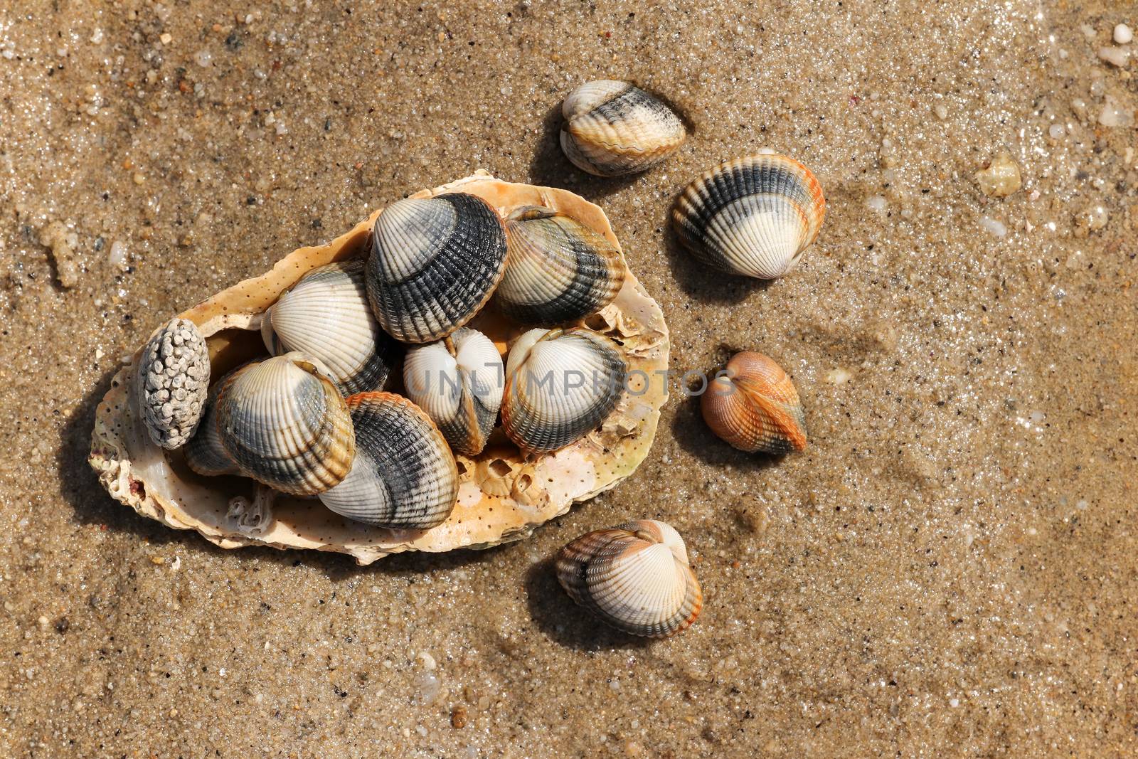 Common cockles on the sand - edible saltwater clams by Mibuch