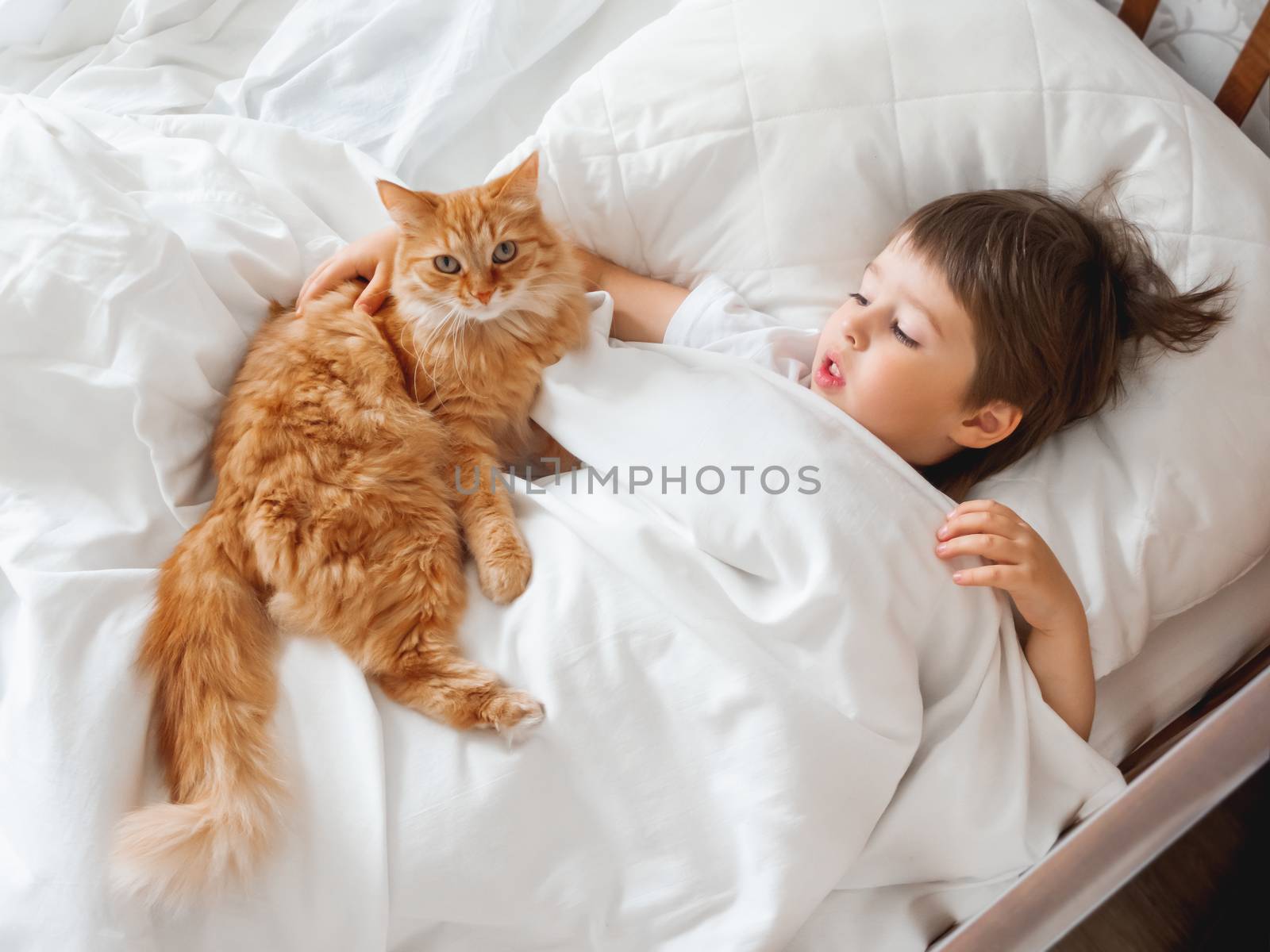 Toddler lies in bed with cute ginger cat. Little boy under white blanket with fluffy pet. Child's friendship with domestic cat. Cozy home at morning.
