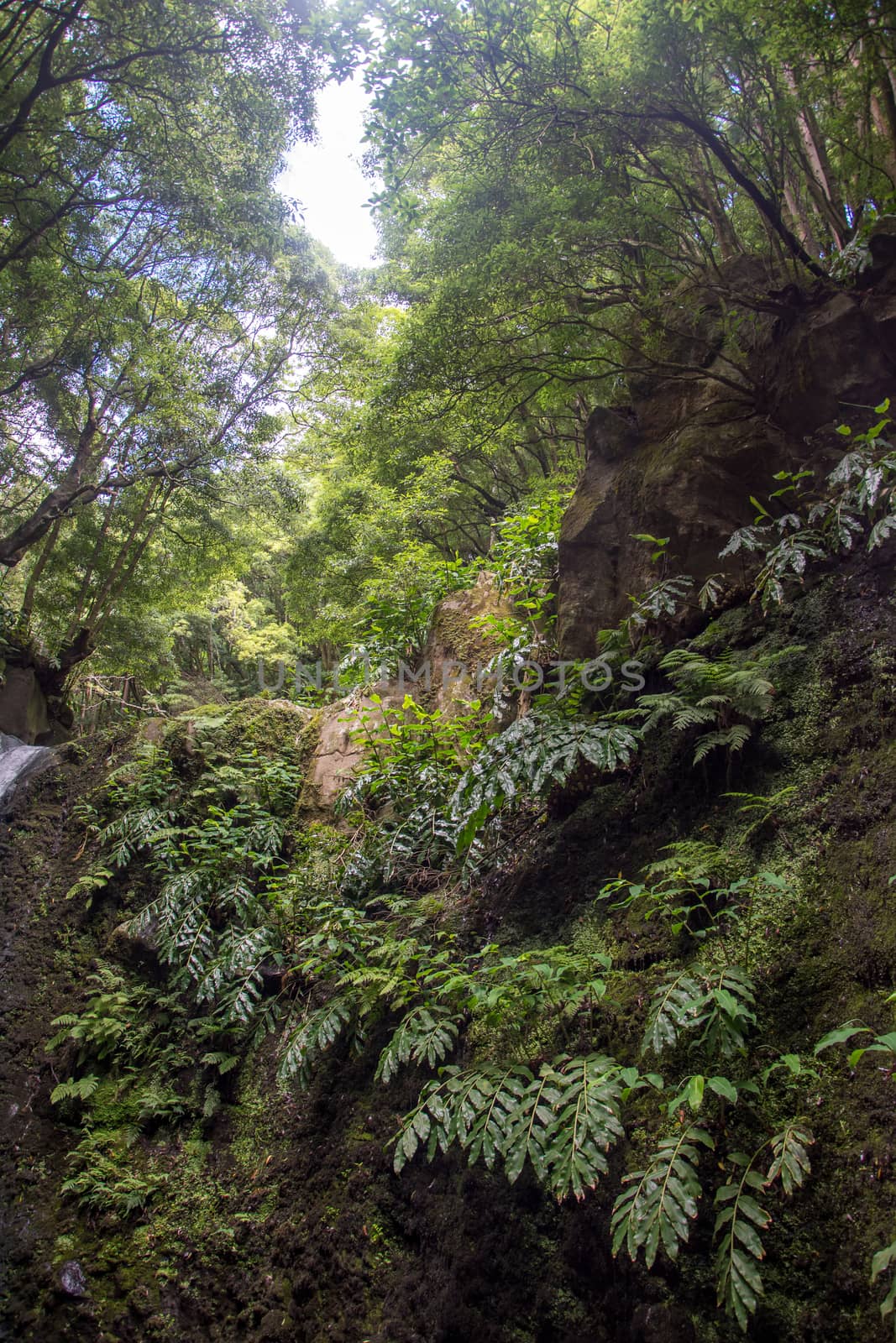 walk and discover the prego salto waterfall on the island of sao miguel, azores, Portugal.