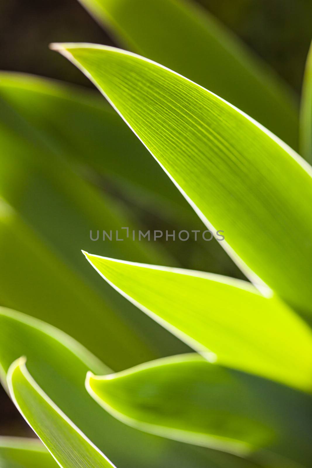 Nature Green Background 8 by pippocarlot