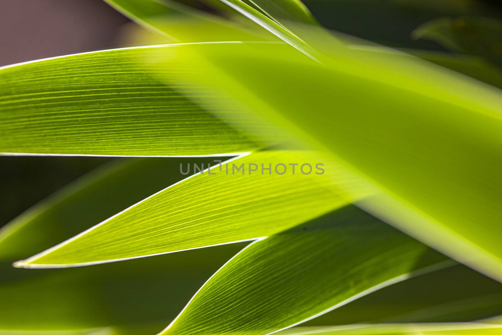 Nature Green Background 7 by pippocarlot
