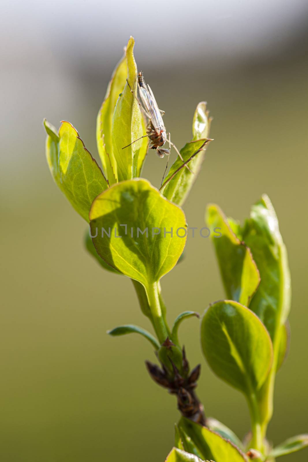 Insect in the leaves by pippocarlot